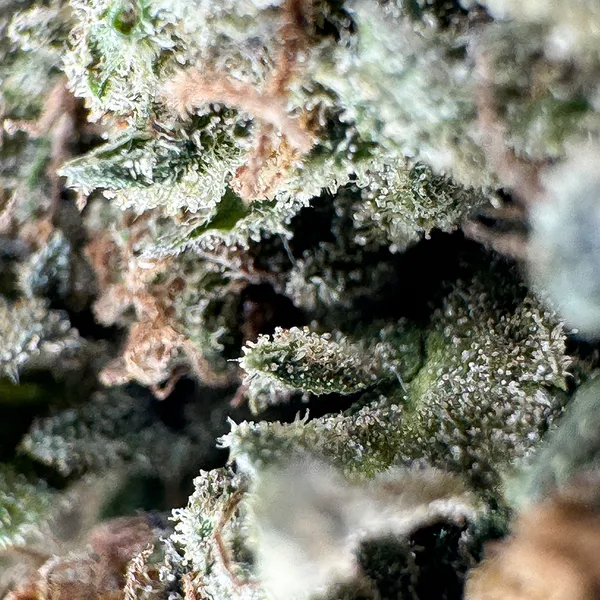 Strawberry Haze