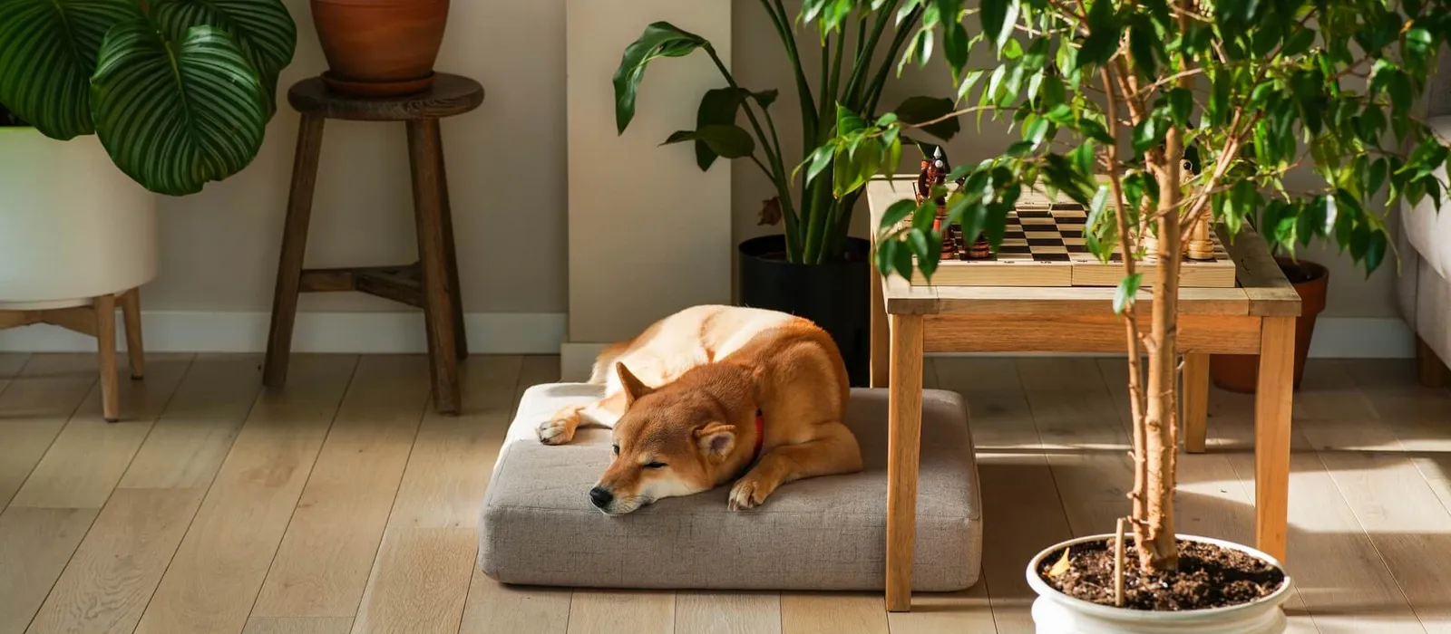CBD and Pets: What You Need to Know About Safety and Responsible Use