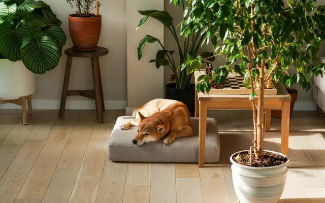 CBD and Pets: What You Need to Know About Safety and Responsible Use